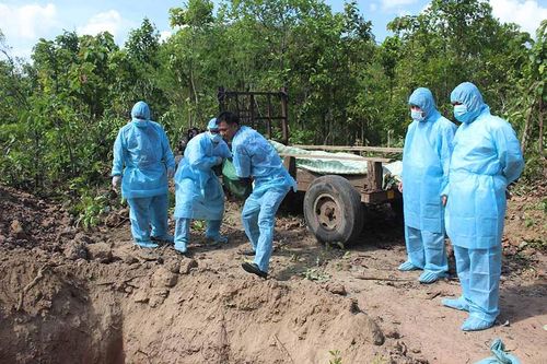 Dịch tả heo châu Phi: Khẩn trương hỗ trợ hộ bị thiệt hại