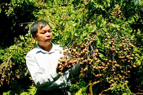 Phát triển cây ăn quả: 'Trông người mà ngẫm đến ta'