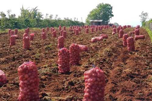 Ðà Rgiềng và những vụ mùa ấm