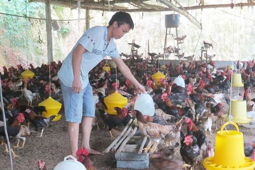 Yên Lập: Giải quyết việc làm gắn với giảm nghèo bền vững