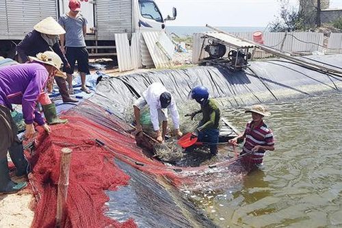 Triệu Vân được mùa tôm thẻ chân trắng