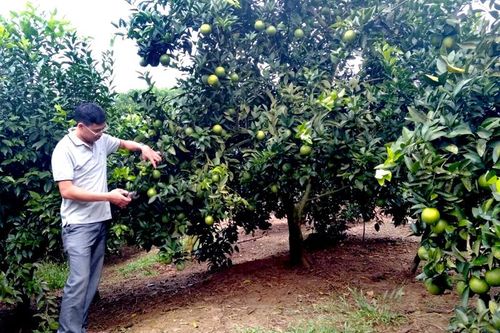 Hùng Đức cải tạo vườn tạp hiệu quả