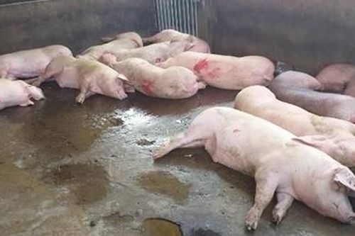 Dịch tả lợn Châu Phi 'tấn công' Trung tâm giống nông nghiệp Cà Mau