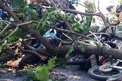 Nữ sinh bị cành cây đè tử vong trên đường đi ôn thi học sinh giỏi