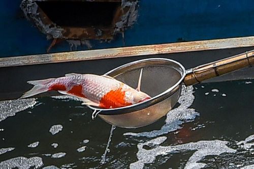 Bất đồng nguyên nhân cá Koi sông Tô Lịch chết liên tục