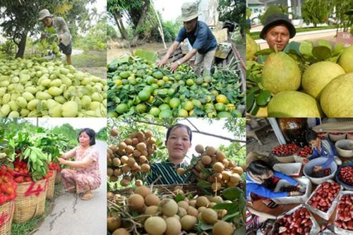 Xây dựng thương hiệu để trái cây Việt khẳng định vị thế