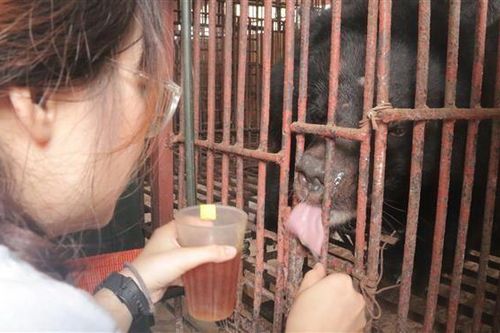 Cứu hộ thành công gấu bị nuôi nhốt nhiều năm trong chuồng chật hẹp
