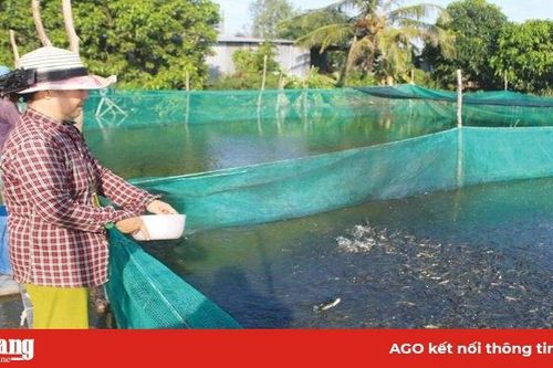 Nông dân nuôi cá lóc, cá sặc bổi 'thắng đậm'