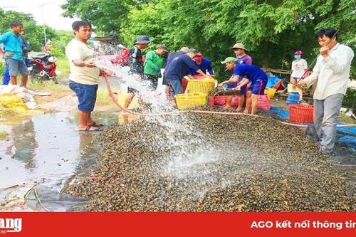 Bắt ôc bươu vàng trong mùa nước nổi