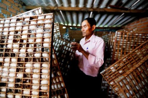 Bất chấp giá kén xuống thấp, người nuôi tằm vẫn ''sống khỏe''