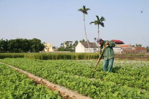 Nông dân Yên Thái thu hoạch lúa mùa, triển khai sản xuất vụ đông