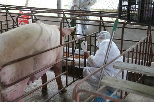 Quyết liệt triển khai các biện pháp phòng, chống bệnh dịch tả lợn Châu Phi