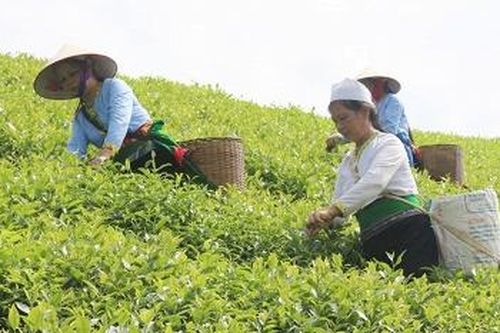 Tiếp tục phát triển cây chè, cây bưởi theo hướng nâng cao chất lượng, đạt hiệu quả kinh tế cao