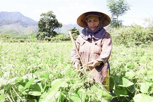 Những vấn đề đặt ra từ sản xuất, tiêu dùng nông sản, thực phẩm an toàn