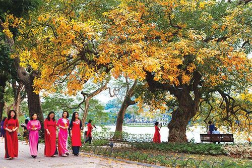 Cây lộc vừng Hồ Gươm