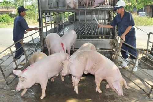 Dịch tả heo châu Phi tấn công Trung tâm Giống nông nghiệp Cà Mau