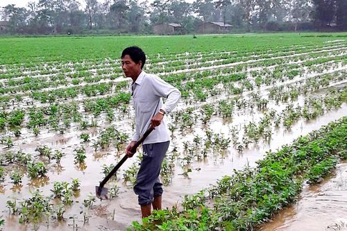 Mưa lụt gây khó cho vùng màu ở Nghệ An