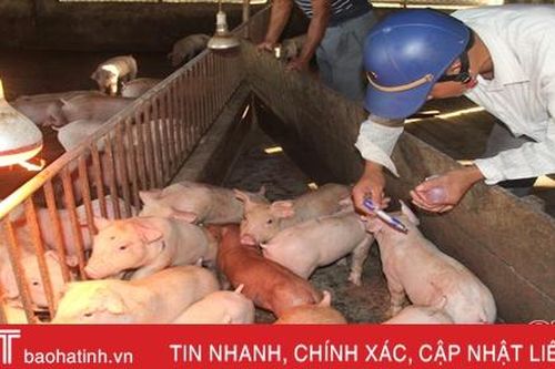 Dịch tả lợn châu Phi 'bủa vây', tiêm phòng gia súc ở Hà Tĩnh gặp khó