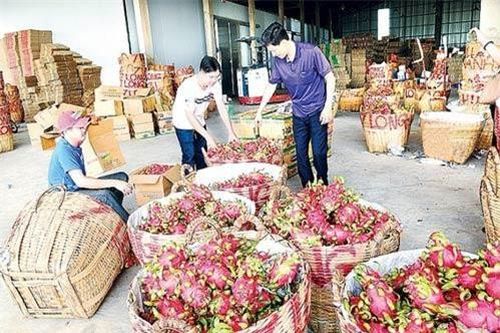 Xuất khẩu rau, quả sang Trung Quốc: Phải thay đổi từ tư duy