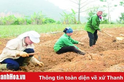 Tiếp tục triển khai thực hiện chính sách hỗ trợ sản xuất vụ đông