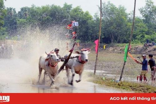Nô nức hội đua bò chùa Rô
