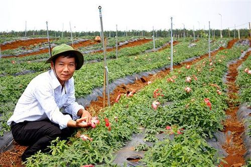 Người trăn trở với nông sản quê hương