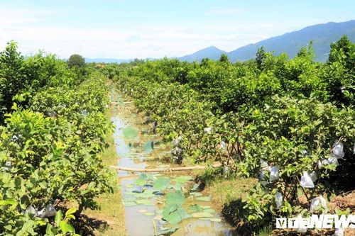Vườn trái cây Nam bộ bạc tỷ giữa đất phèn xứ Quảng