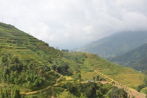 Ngắm ruộng bậc thang Hoàng Su Phì ngả vàng thơ mộng từ những cánh dù lượn