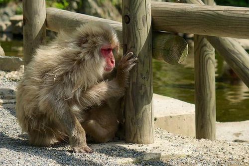 Vén màn bí mật những điệp viên động vật xuất sắc