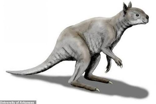 Phát hiện loài Kangaroo mặt ngắn tũn, to lớn dị thường