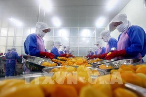 Phát triển trái cây thành ngành hàng chiến lược - Bài 1: Đa dạng trái cây xuất khẩu