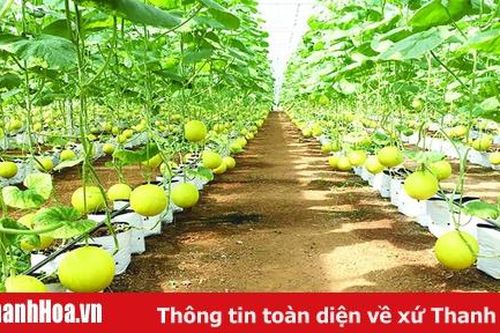 Huyện Ngọc Lặc nhân rộng các mô hình sản xuất hiệu quả kinh tế