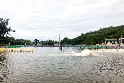 Hướng đi mới cho nghề nuôi tôm