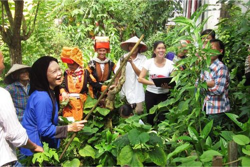 Vốn quý từ những cây thuốc