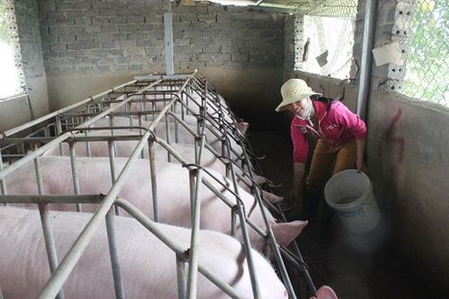 Tái cơ cấu ngành chăn nuôi để ổn định nguồn cung thực phẩm