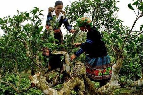Yên Bái: Quần thể chè Shan tuyết cổ thụ Sùng Đô được công nhận Cây Di sản Việt Nam