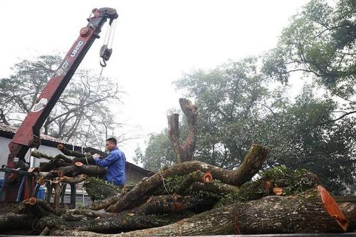 Lãnh đạo xã nói gì vụ lô gỗ sưa 'trăm tỷ' hai lần mở bán bất thành?