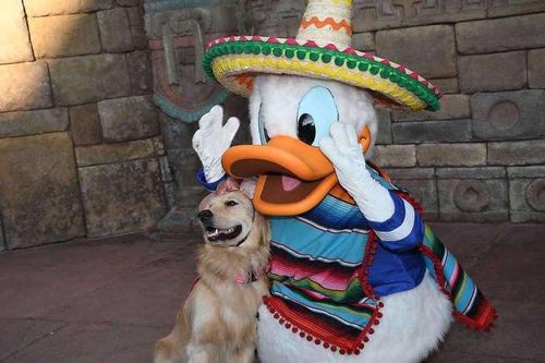Ngộ nghĩnh tình yêu của chú chó Nala với vịt Donald