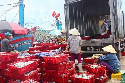 Nghệ An: Khắc phục các khuyến nghị của EC để được gỡ 'Thẻ vàng' trong khai thác hải sản