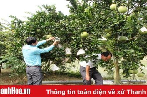 Vai trò của HTX trong xây dựng nhãn hiệu sản phẩm nông nghiệp