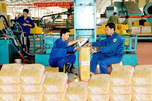 Gia Lai tìm 'lối ra' cho cây cao su