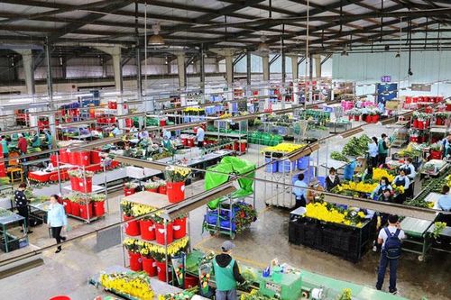 Vấn nạn xâm phạm bản quyền và điểm 'nghẽn' xuất khẩu nông sản (Bài 2)