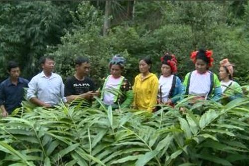 Đồng bào Mông phát triển kinh tế