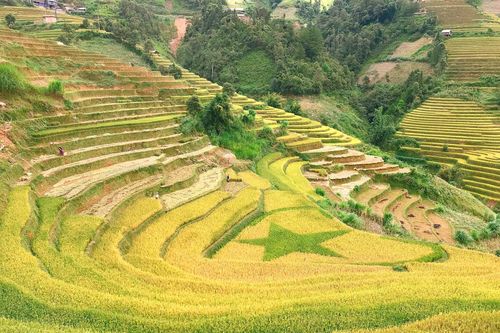 Bản giao hưởng mùa vàng trên rẻo cao Mù Cang Chải