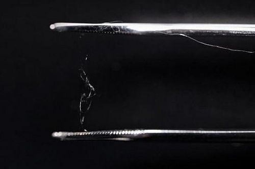 Phát hiện mới: Gỗ và tơ nhện có thể trở thành vật liệu của tương lai
