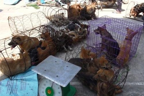 Truy nã đối tượng trong đường dây trộm 100 tấn chó ở Thanh Hóa