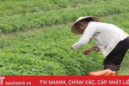 Ươm mùa xanh trên những làng rau Hà Tĩnh