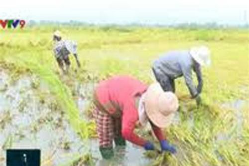 Lúa ngập úng bất thường sau khô hạn tại Nam Trung Bộ