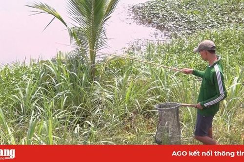 Thú vui bắt ếch đồng
