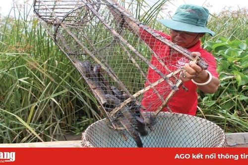 Nhiều mô hình làm ăn trong lũ